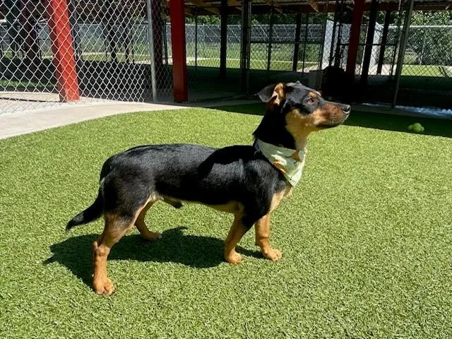 A young small-sized male Tricolor (Brown, Black, & White) Miniature Pinscher dog named Sheen for adoption in Fayetteville, AR