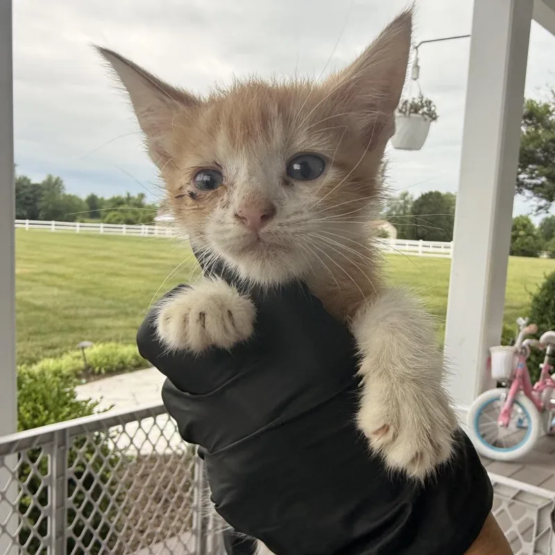 A baby small-sized male Orange / Red Domestic Short Hair cat named Crayon for adoption in Alexandria, VA