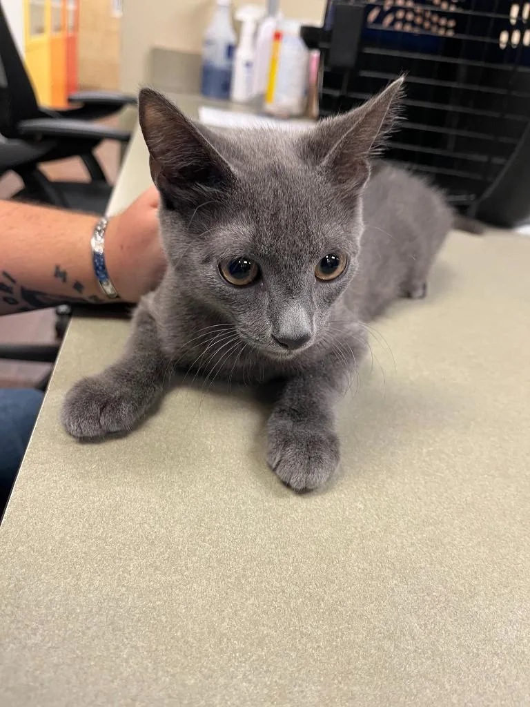 A baby medium-sized male Domestic Short Hair cat named Cat Condo for adoption in Greenville, TX