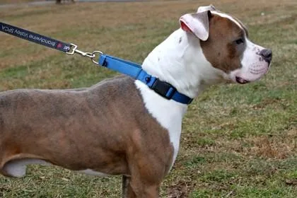 An adult large-sized male Mixed Breed dog named Tate for adoption in West Chester, PA
