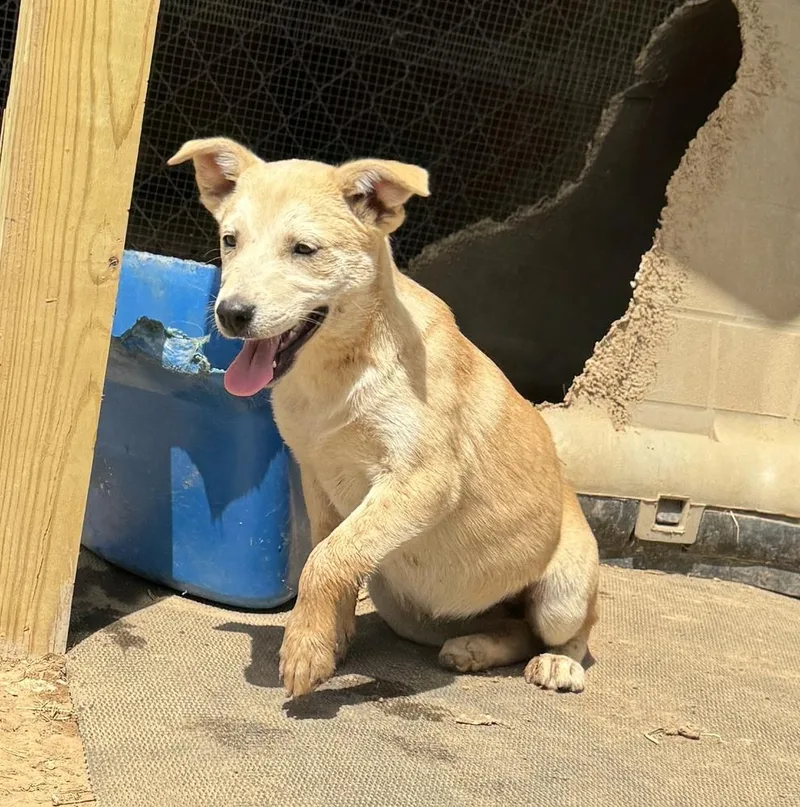 Goldie  Holly’s Litter thumbnail 2