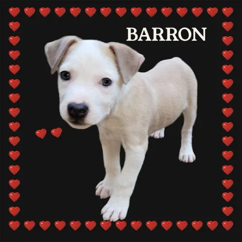Barron thumbnail 6