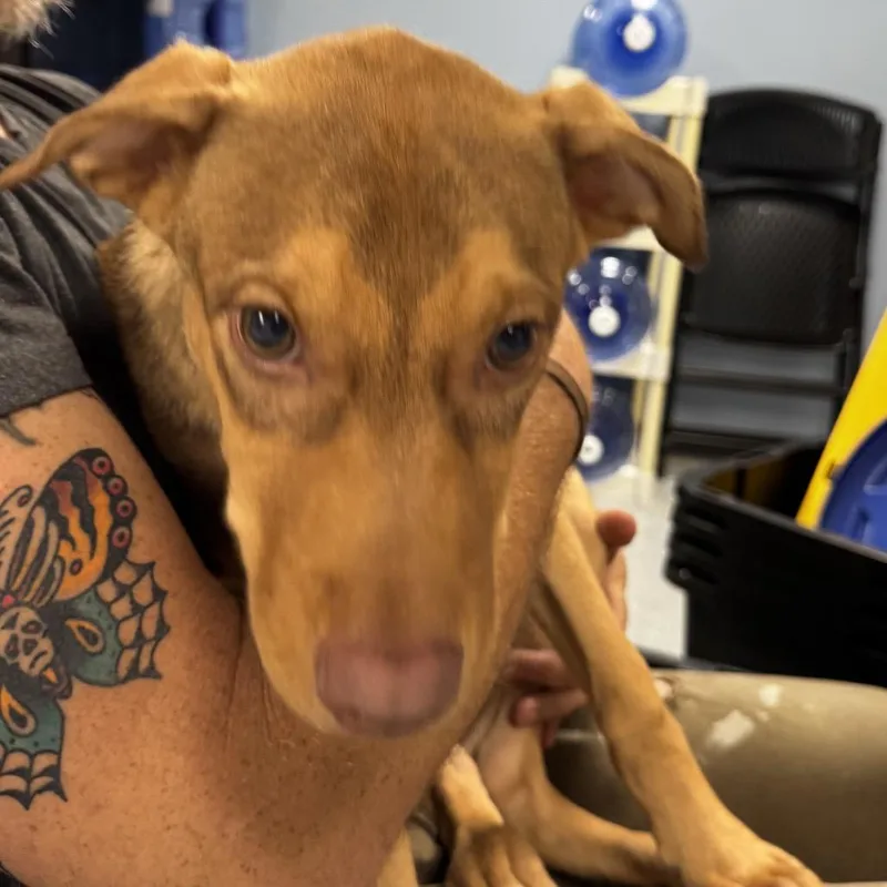 A baby medium-sized male Brown / Chocolate Mixed Breed dog named Lenny for adoption in St Joseph, MO