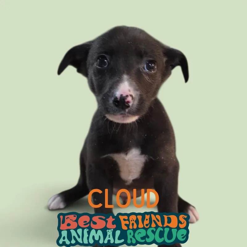 A baby medium-sized male Basenji dog named Cloud for adoption in Wasilla, AK