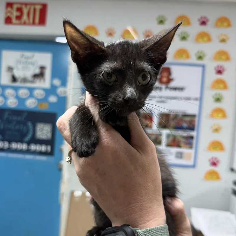 A baby medium-sized female Tortoiseshell Domestic Short Hair cat named Petite Polly for adoption in Columbia, SC