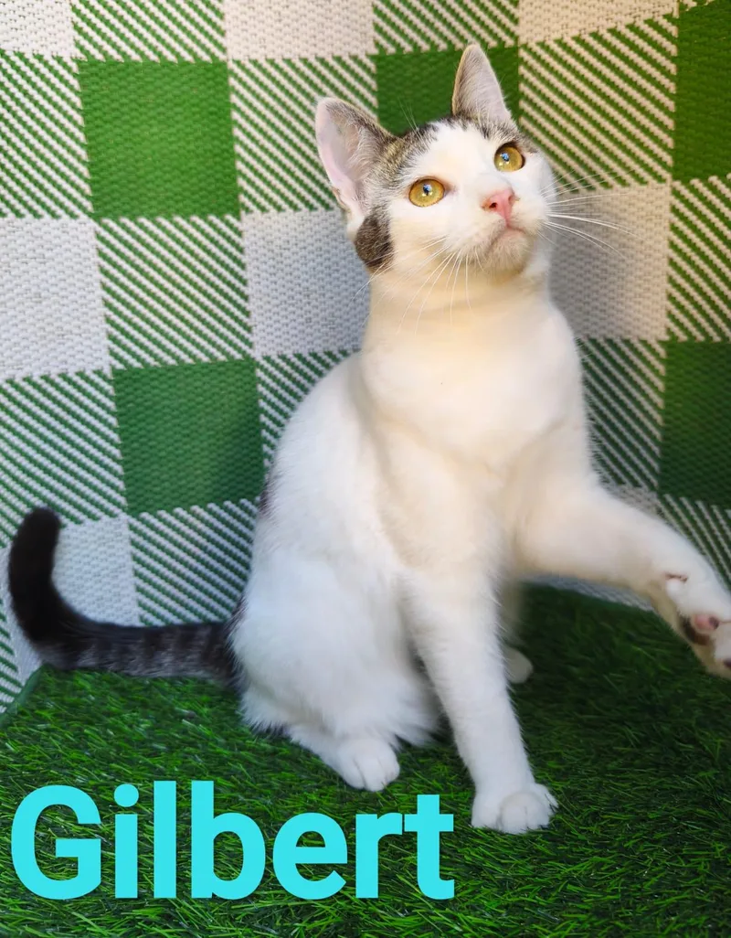 Gilbert