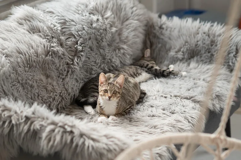 A baby large-sized male Tabby (Brown / Chocolate) Domestic Short Hair cat named Broderick and Gertrude McFuzz for adoption in Seattle, WA
