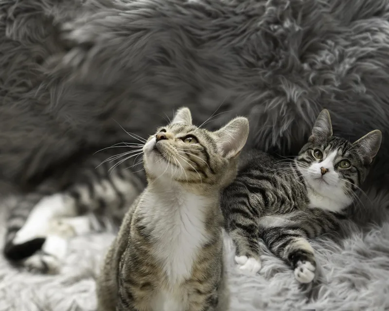 Broderick and Gertrude McFuzz thumbnail 2