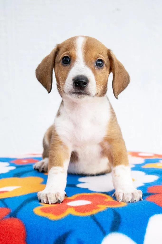 A baby small-sized male Dachshund dog named Mario Litter Luigi for adoption in Savage, MN