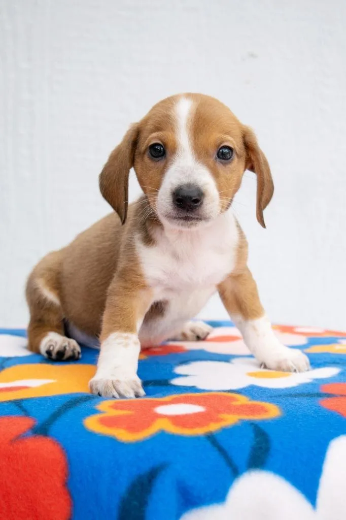 Mario Litter  Luigi thumbnail 2