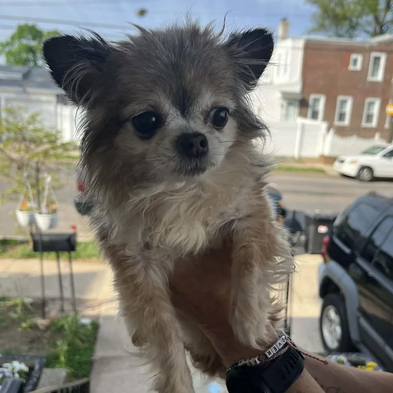 A senior small-sized male Yellow / Tan / Blond / Fawn Mixed Breed dog named Mr. Hoppy for adoption in Philadelphia, PA