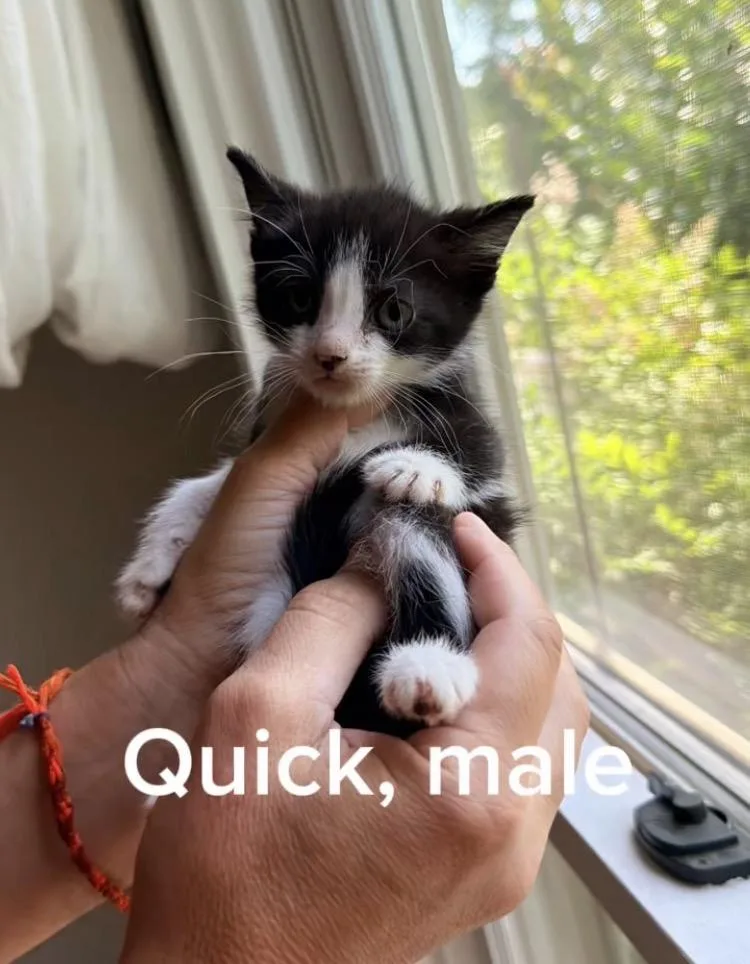 A baby small-sized male White Domestic Short Hair cat named Quick for adoption in Shrewsbury, MA