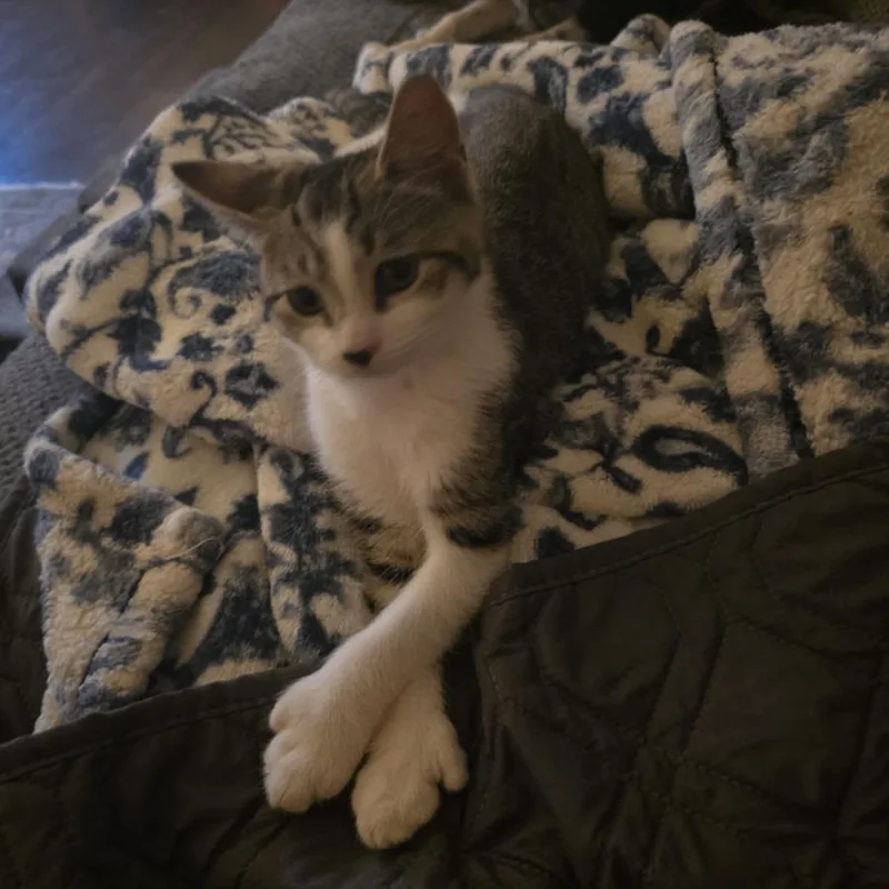 Cosmo