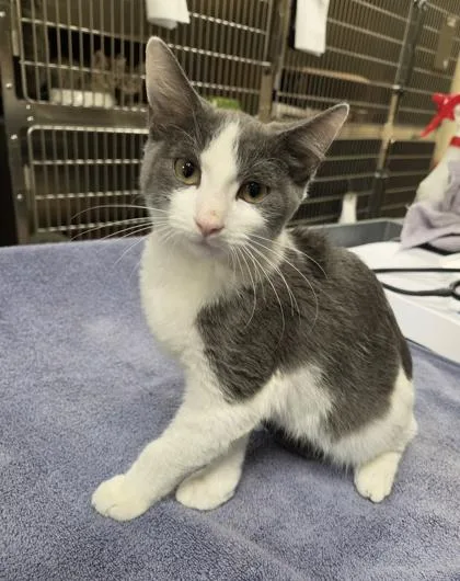 A baby small-sized male Domestic Short Hair cat named Erik for adoption in Westland, MI