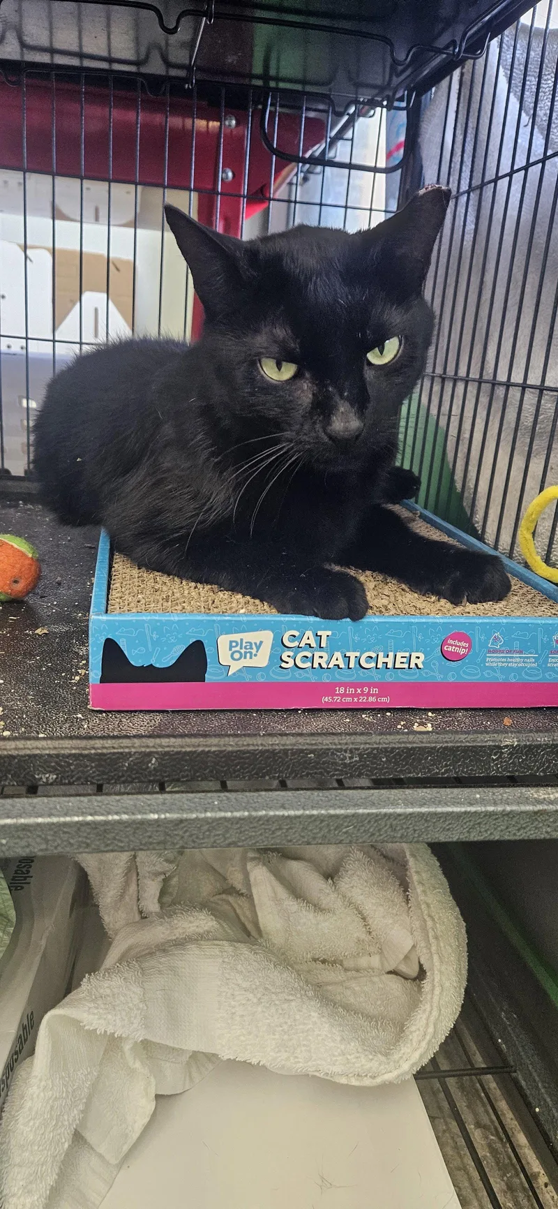 An adult medium-sized female Black Domestic Short Hair cat named Bella for adoption in Naples, FL