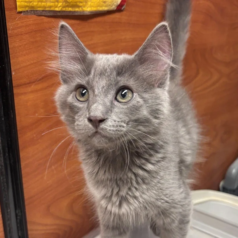 A baby medium-sized male Gray / Blue / Silver Domestic Medium Hair cat named Tarragon for adoption in Sonora, CA