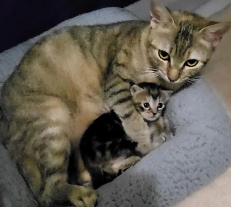 Compass And Channel thumbnail 3