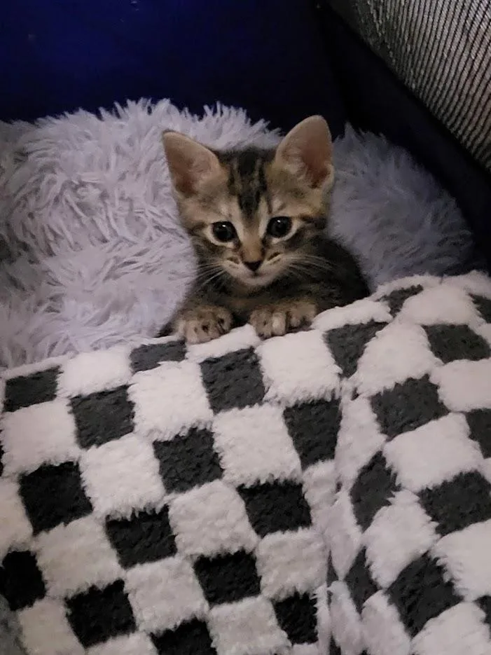 Compass And Channel thumbnail 4