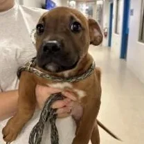 A baby medium-sized male White / Cream Pit Bull Terrier dog named Snap for adoption in Manassas, VA