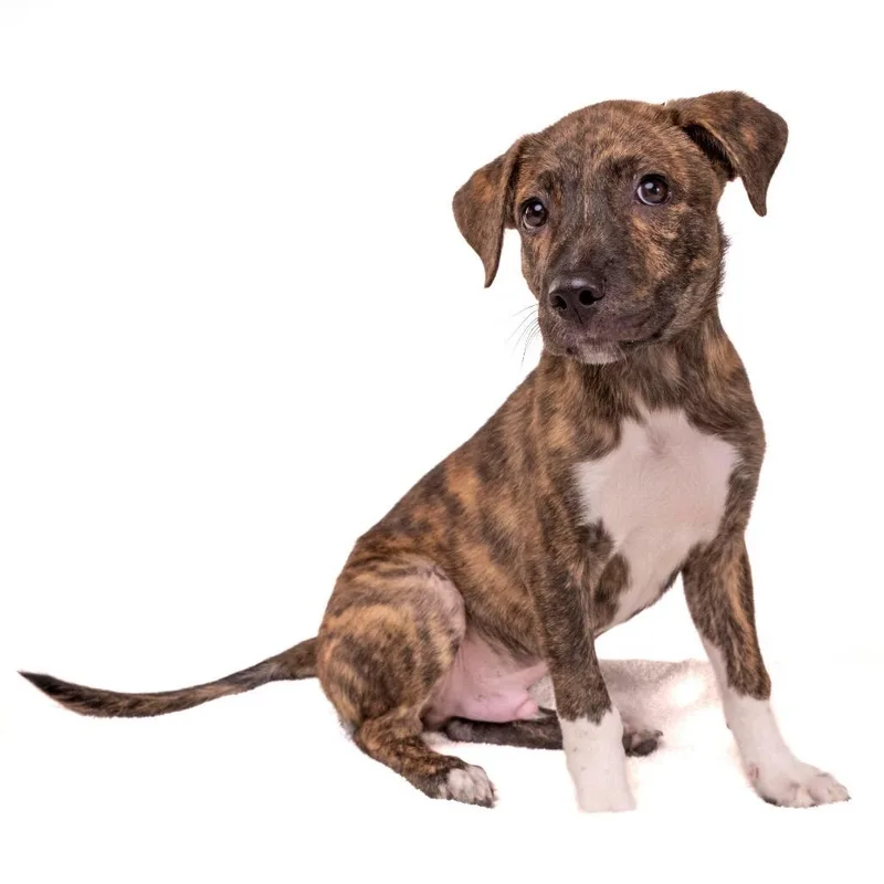 A baby small-sized male Brindle Mixed Breed dog named Tim Furry for adoption in Palm Springs, CA