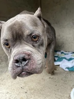 An adult medium-sized male American Bulldog dog named Hudson for adoption in Gainesville, FL