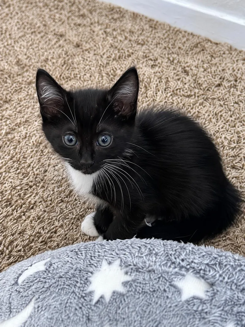 A baby small-sized male Domestic Short Hair cat named Zion for adoption in Rio Linda, CA