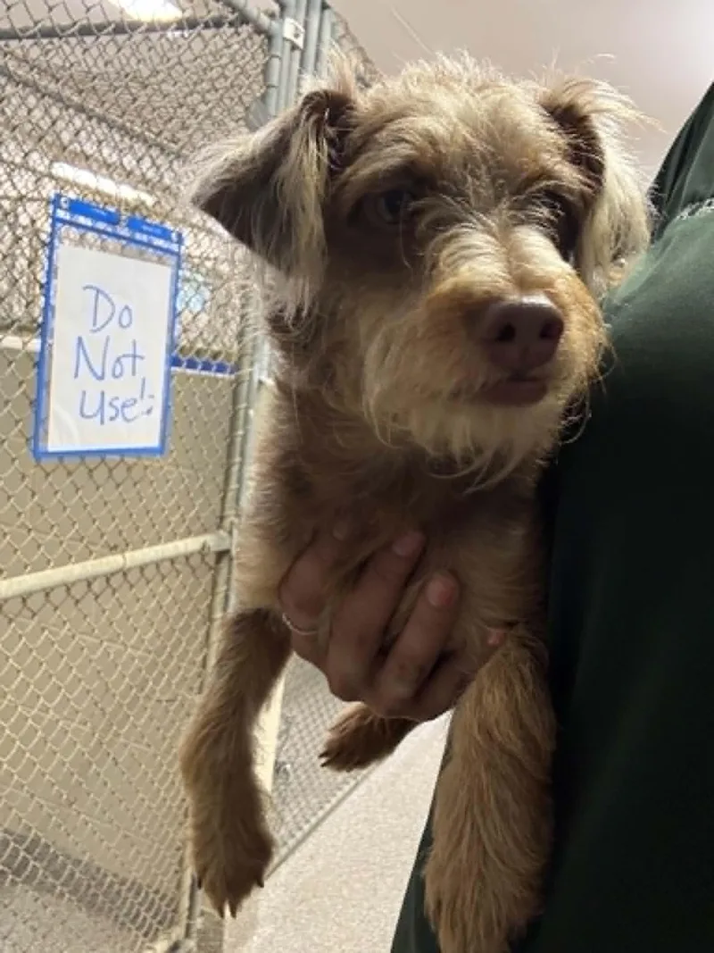 A young small-sized male Wirehaired Terrier dog named Spencer for adoption in Georgetown, OH