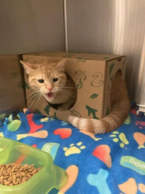 An adult small-sized male Domestic Short Hair cat named Cheetos for adoption in Olivette, MO