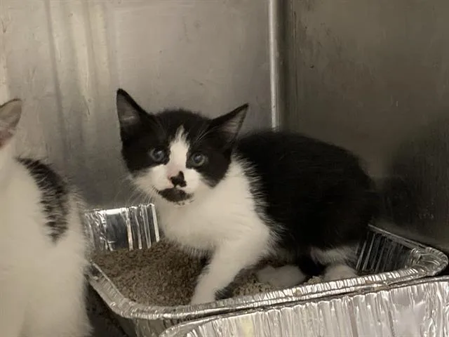 A baby small-sized female Domestic Short Hair cat named Belle for adoption in Tustin, CA