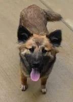 A young medium-sized female Shepherd dog named Sheba for adoption in Madison, NJ