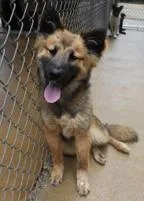 Sheba thumbnail 2