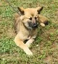 Sheba thumbnail 3