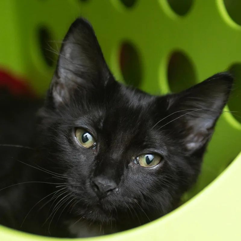 A baby small-sized female Black Domestic Short Hair cat named Nutmeg for adoption in Middletown, RI