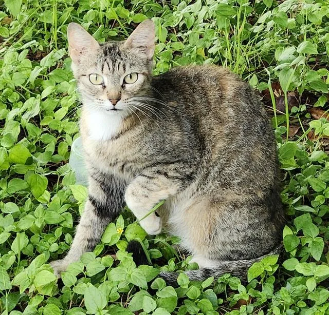 A young small-sized female Domestic Short Hair cat named Pepper for adoption in San Antonio, TX