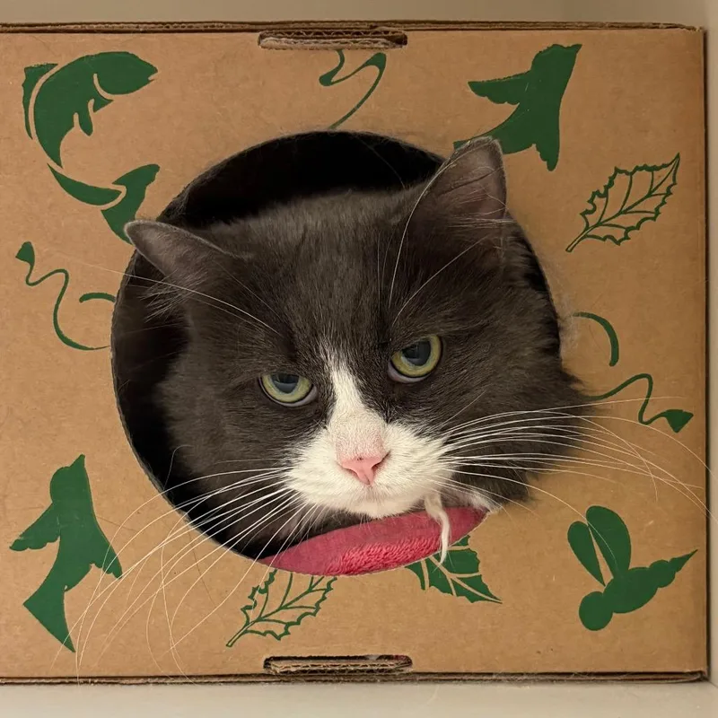 A senior large-sized female Gray / Blue / Silver Domestic Long Hair cat named Olive for adoption in Fairport, NY