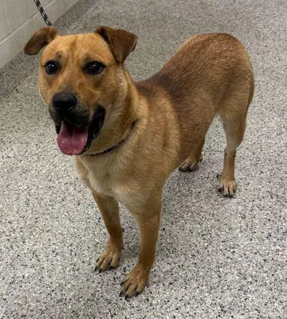 A young large-sized male Yellow / Tan / Blond / Fawn Mixed Breed dog named Bungalow for adoption in Kansas City, MO