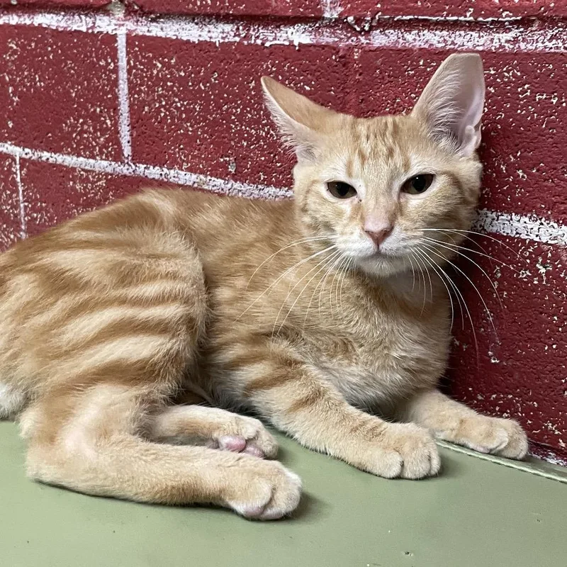 A baby small-sized male Orange / Red Domestic Short Hair cat named Finn for adoption in Laredo, TX