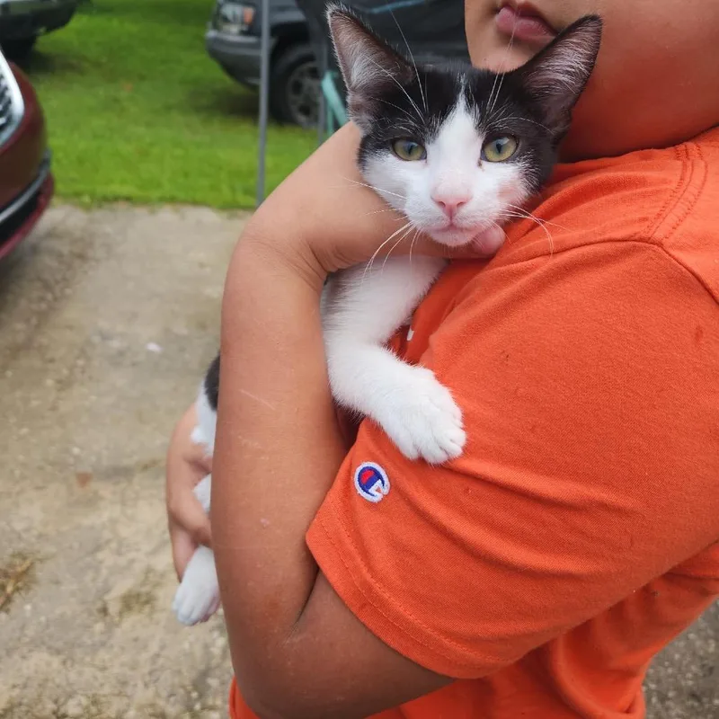 A baby small-sized female Black Domestic Short Hair cat named Groot for adoption in Naples, FL
