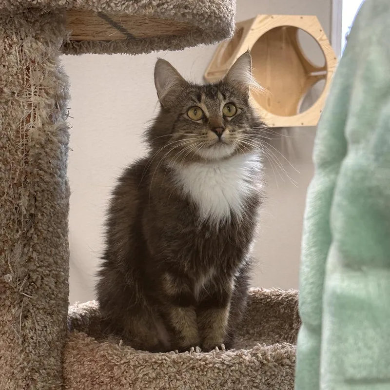 A young medium-sized female Brown / Chocolate Domestic Medium Hair cat named Empress for adoption in Spokane, WA