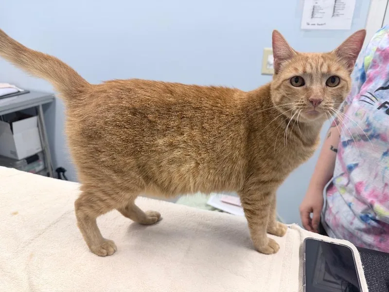 A young medium-sized female Domestic Short Hair cat named Darlene for adoption in Raleigh, NC