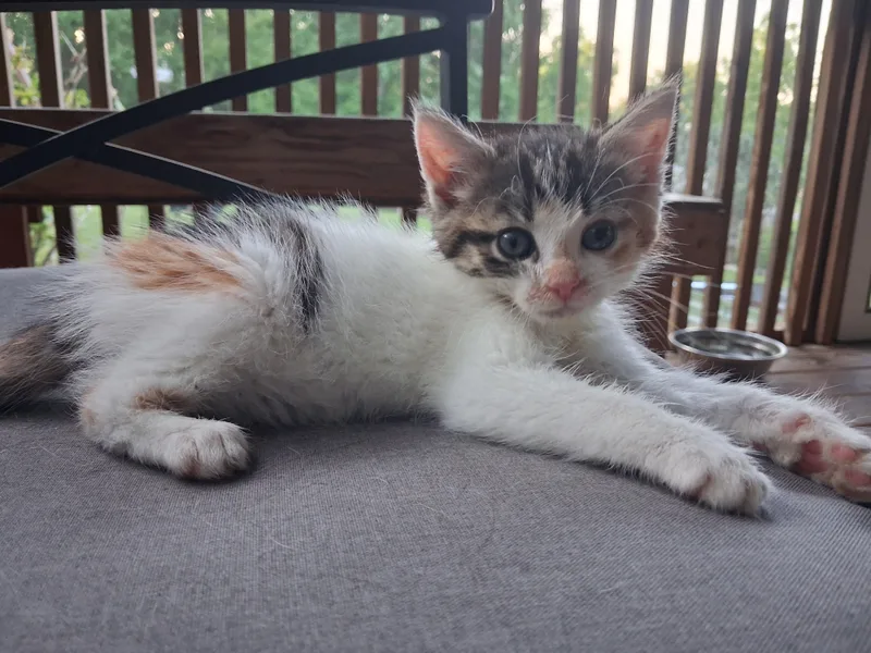 A baby small-sized female Domestic Short Hair cat named P!nk for adoption in Hershey, PA
