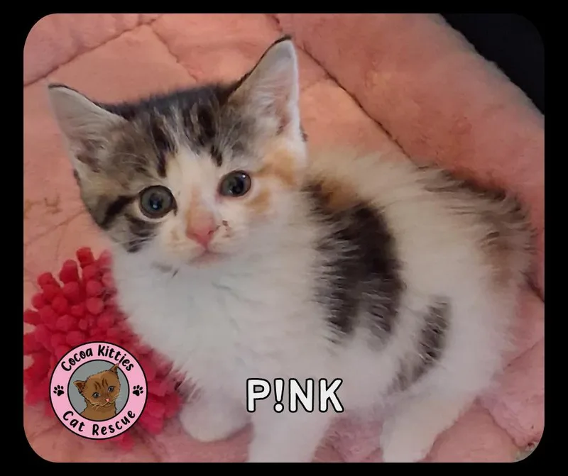 P!nk thumbnail 2