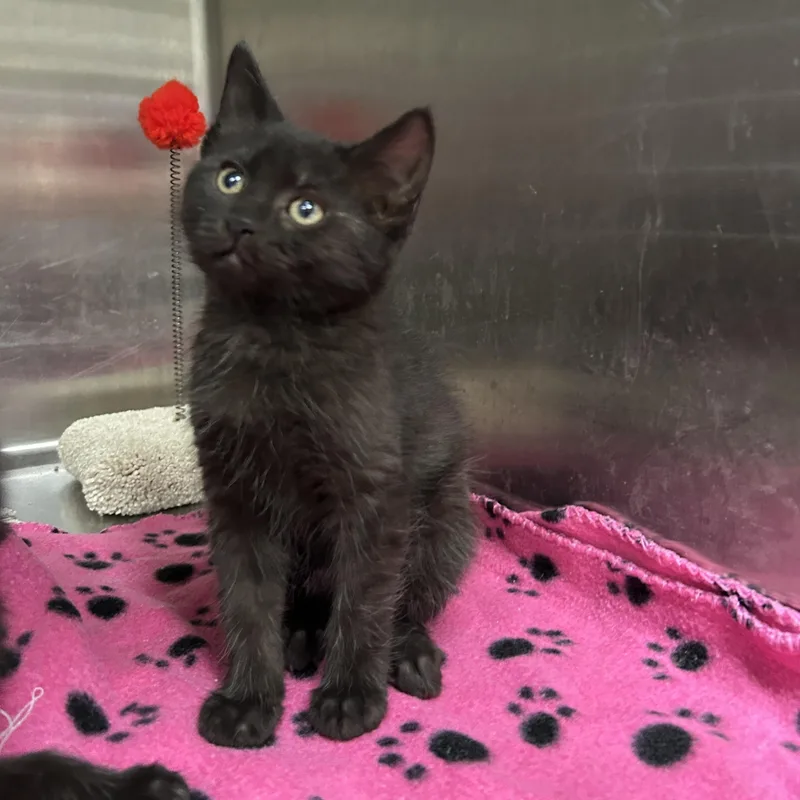 A baby medium-sized female Black Domestic Short Hair cat named Stormtrooper  Of for adoption in La Grange Park, IL