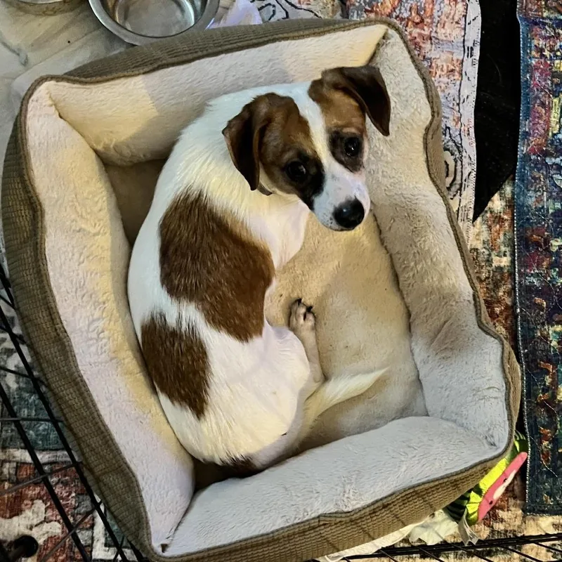 Cookie Butter thumbnail 2