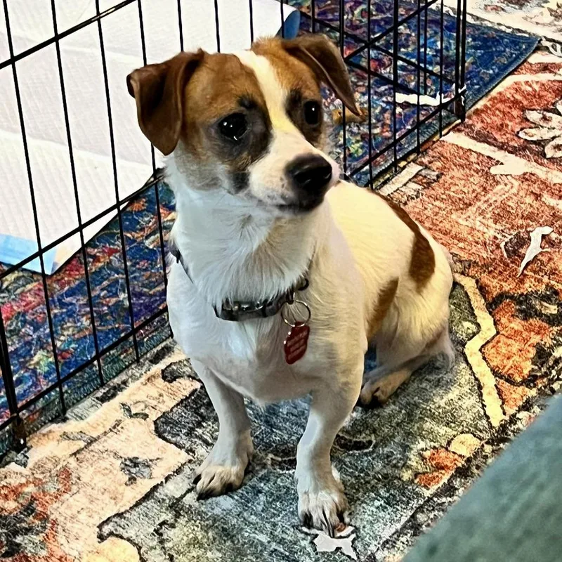 Cookie Butter thumbnail 3