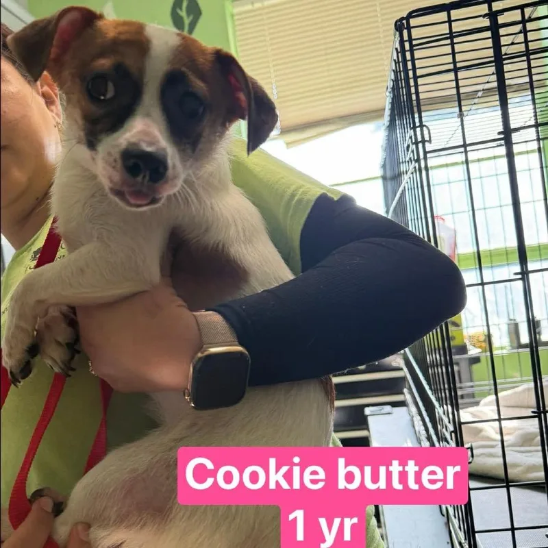 Cookie Butter thumbnail 4