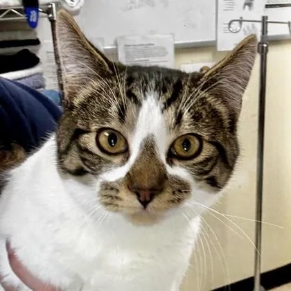 A young medium-sized male Domestic Short Hair cat named Equilateral for adoption in Burlington, WA