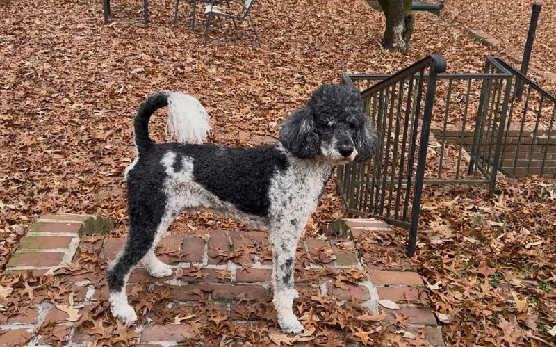 A senior medium-sized male Poodle dog named Sampson for adoption in Hopkinsville, KY