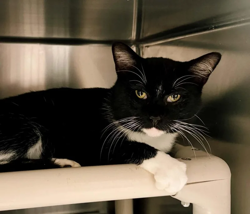 An adult large-sized male Domestic Short Hair cat named Moose for adoption in Effingham, IL