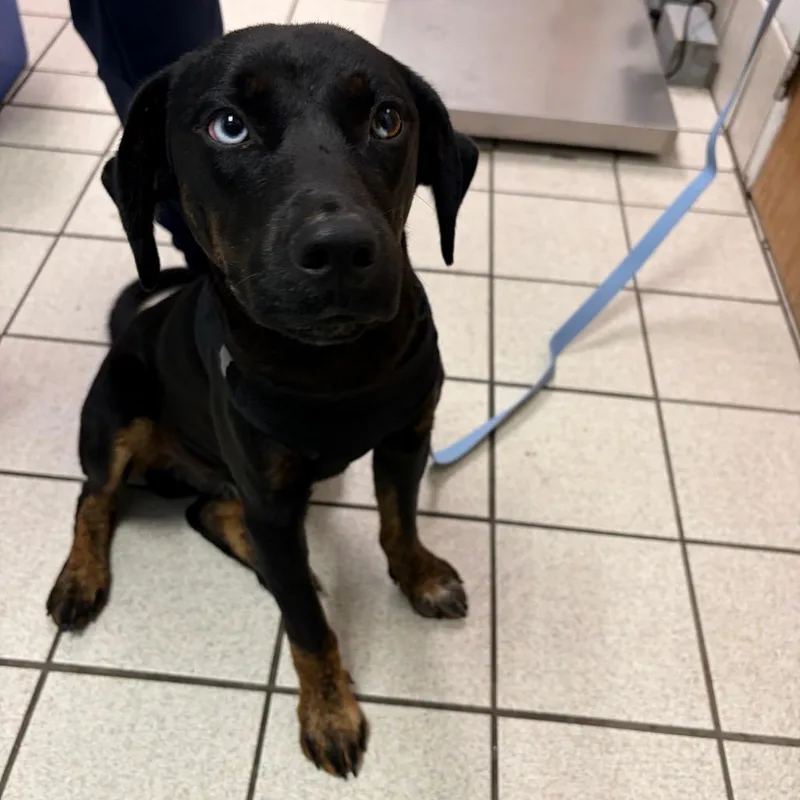 A young medium-sized male Black Mixed Breed dog named Colby Jack for adoption in Charleston, WV